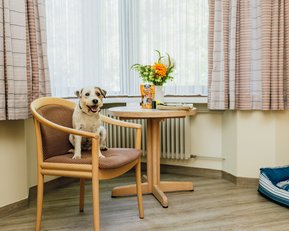 Ein Hund sitzt auf einem Stuhl in einem Raum mit einem Tisch, auf dem eine Blumenvase und eine Packung Hundefutter stehen.